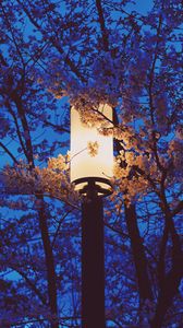 Preview wallpaper lamp, sakura, flowers, branches, light