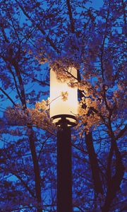 Preview wallpaper lamp, sakura, flowers, branches, light