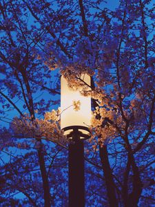 Preview wallpaper lamp, sakura, flowers, branches, light