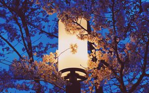 Preview wallpaper lamp, sakura, flowers, branches, light