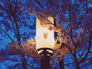 Preview wallpaper lamp, sakura, flowers, branches, light