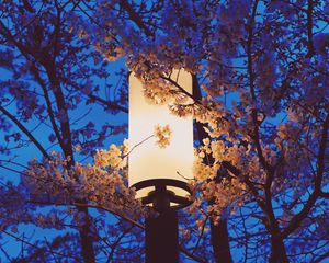 Preview wallpaper lamp, sakura, flowers, branches, light