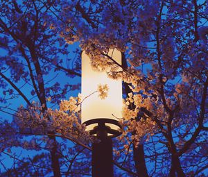 Preview wallpaper lamp, sakura, flowers, branches, light