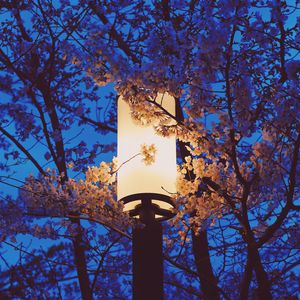 Preview wallpaper lamp, sakura, flowers, branches, light