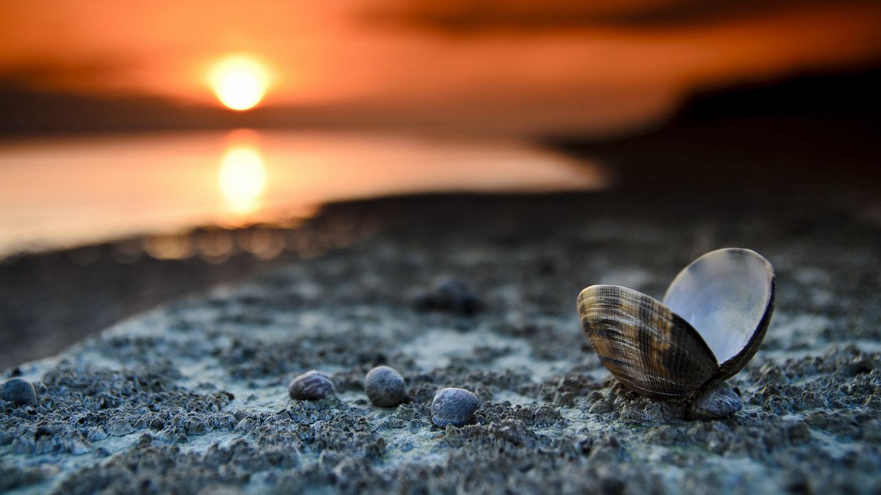 Wallpaper landscape, beach, seashells, sunset, close-up