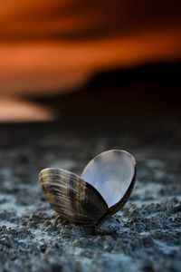 Preview wallpaper landscape, beach, seashells, sunset, close-up