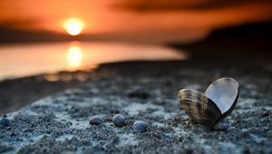 Preview wallpaper landscape, beach, seashells, sunset, close-up