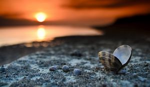 Preview wallpaper landscape, beach, seashells, sunset, close-up