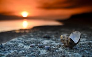 Preview wallpaper landscape, beach, seashells, sunset, close-up