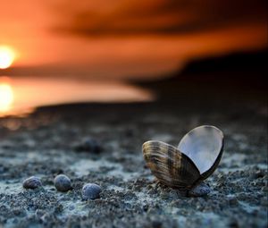 Preview wallpaper landscape, beach, seashells, sunset, close-up