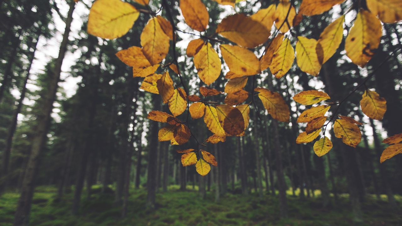 Wallpaper landscape, branch, leaves, autumn, forest, moss