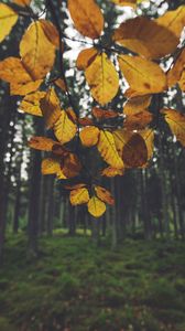 Preview wallpaper landscape, branch, leaves, autumn, forest, moss