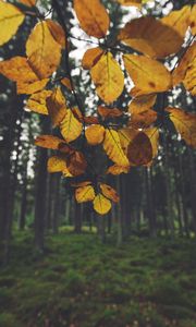 Preview wallpaper landscape, branch, leaves, autumn, forest, moss