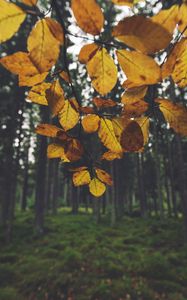 Preview wallpaper landscape, branch, leaves, autumn, forest, moss