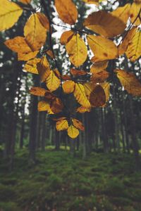 Preview wallpaper landscape, branch, leaves, autumn, forest, moss