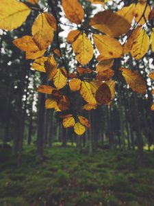 Preview wallpaper landscape, branch, leaves, autumn, forest, moss