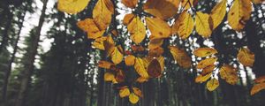 Preview wallpaper landscape, branch, leaves, autumn, forest, moss