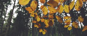 Preview wallpaper landscape, branch, leaves, autumn, forest, moss