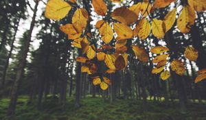 Preview wallpaper landscape, branch, leaves, autumn, forest, moss