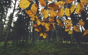 Preview wallpaper landscape, branch, leaves, autumn, forest, moss