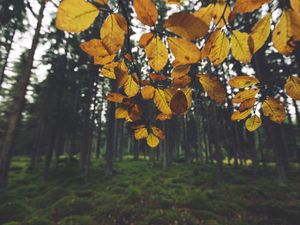 Preview wallpaper landscape, branch, leaves, autumn, forest, moss