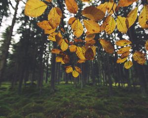 Preview wallpaper landscape, branch, leaves, autumn, forest, moss