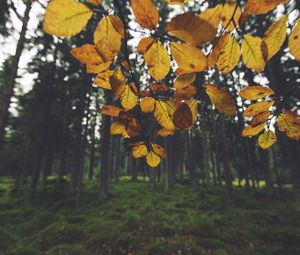 Preview wallpaper landscape, branch, leaves, autumn, forest, moss