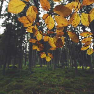 Preview wallpaper landscape, branch, leaves, autumn, forest, moss