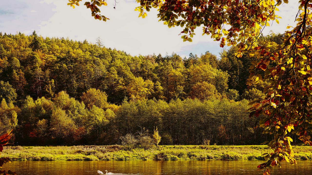 Wallpaper landscape, branches, pond, autumn, nature