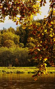 Preview wallpaper landscape, branches, pond, autumn, nature