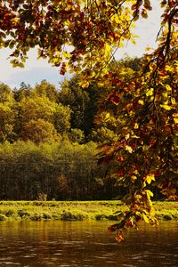 Preview wallpaper landscape, branches, pond, autumn, nature