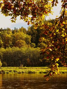 Preview wallpaper landscape, branches, pond, autumn, nature