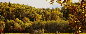 Preview wallpaper landscape, branches, pond, autumn, nature