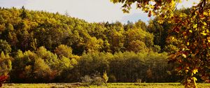 Preview wallpaper landscape, branches, pond, autumn, nature