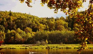 Preview wallpaper landscape, branches, pond, autumn, nature