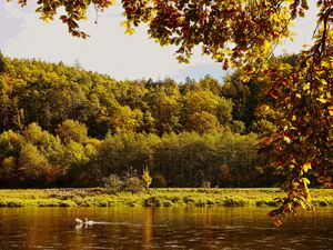 Preview wallpaper landscape, branches, pond, autumn, nature