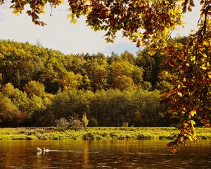 Preview wallpaper landscape, branches, pond, autumn, nature