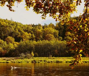 Preview wallpaper landscape, branches, pond, autumn, nature