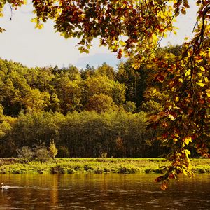 Preview wallpaper landscape, branches, pond, autumn, nature