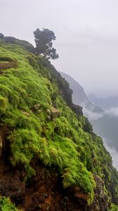 Preview wallpaper landscape, cliff, tree, grass, fog, nature