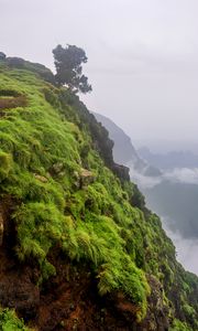 Preview wallpaper landscape, cliff, tree, grass, fog, nature