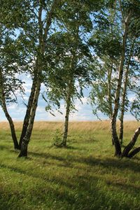 Preview wallpaper landscape, field, meadow, grass, green, summer, july, kazakhstan