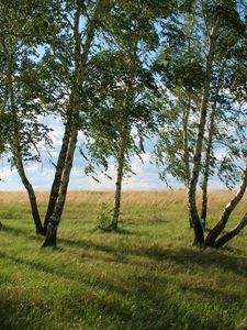 Preview wallpaper landscape, field, meadow, grass, green, summer, july, kazakhstan