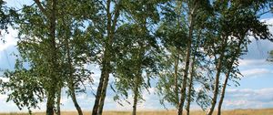 Preview wallpaper landscape, field, meadow, grass, green, summer, july, kazakhstan