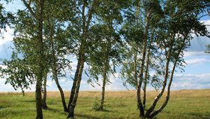 Preview wallpaper landscape, field, meadow, grass, green, summer, july, kazakhstan