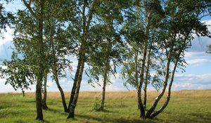 Preview wallpaper landscape, field, meadow, grass, green, summer, july, kazakhstan