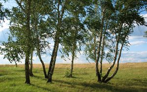 Preview wallpaper landscape, field, meadow, grass, green, summer, july, kazakhstan