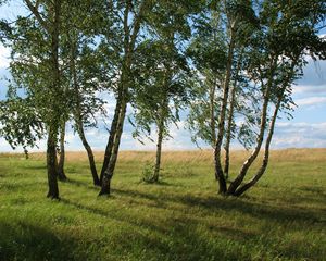 Preview wallpaper landscape, field, meadow, grass, green, summer, july, kazakhstan