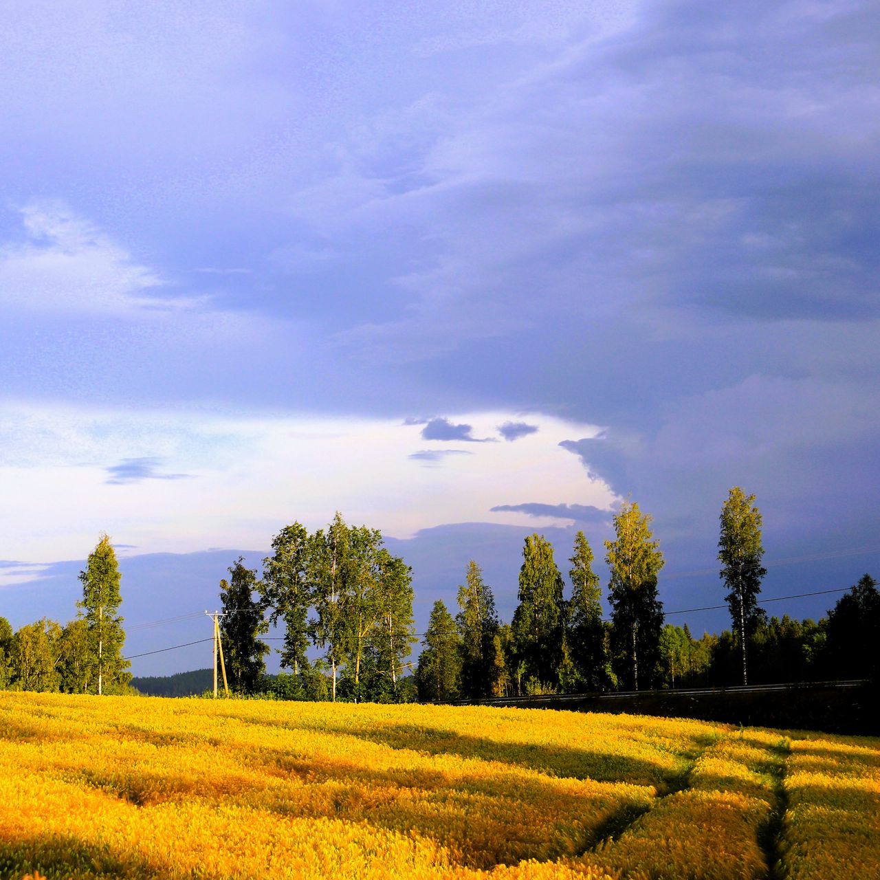 1280x1280 Wallpaper landscape, field, summer, trees, sky, clouds