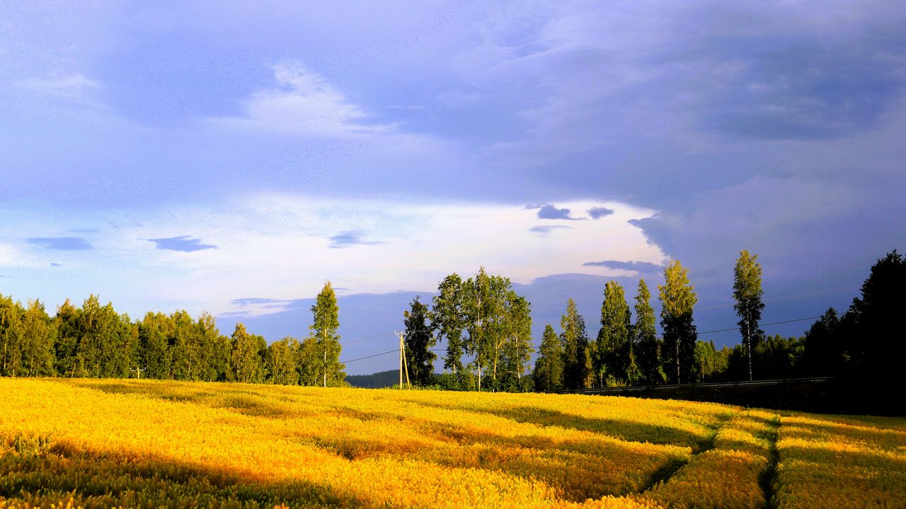Wallpaper landscape, field, summer, trees, sky, clouds